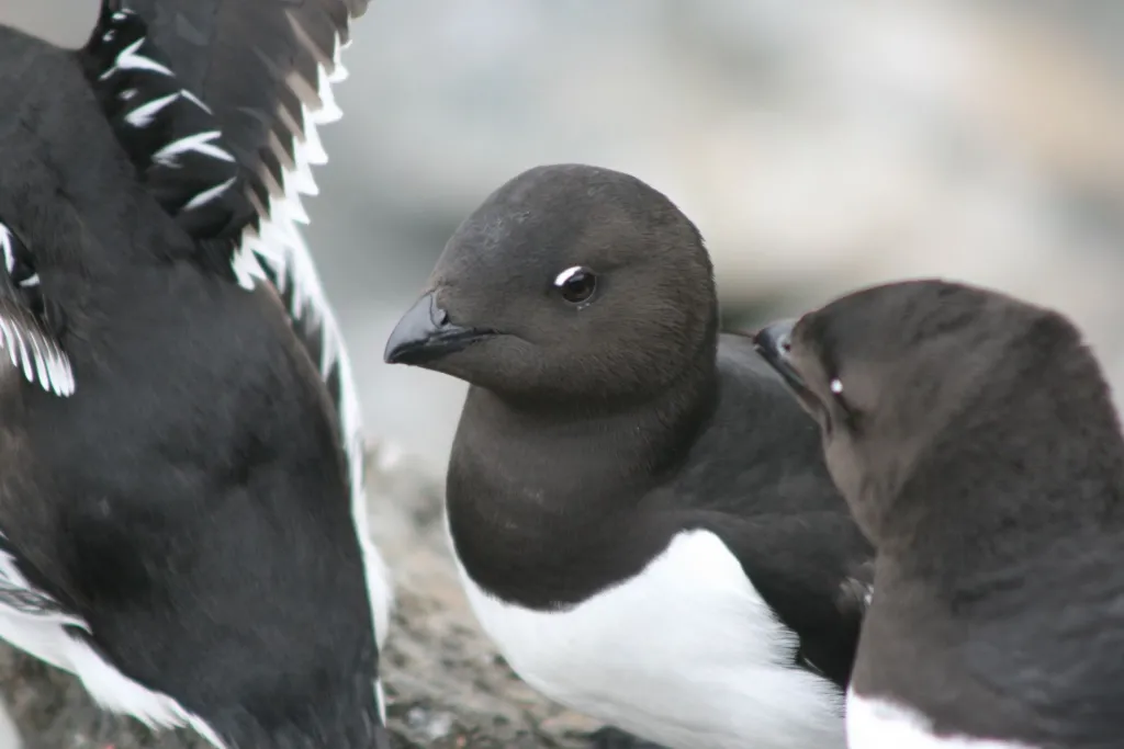 Alczyki na Spitsbergenie, fot. Katarzyna Wojczulanis-Jakubas