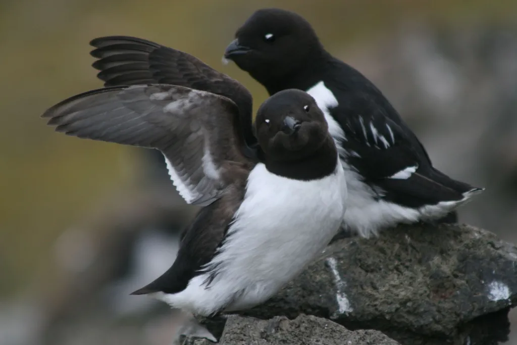 Alczyki na Spitsbergenie, fot. Katarzyna Wojczulanis-Jakubas