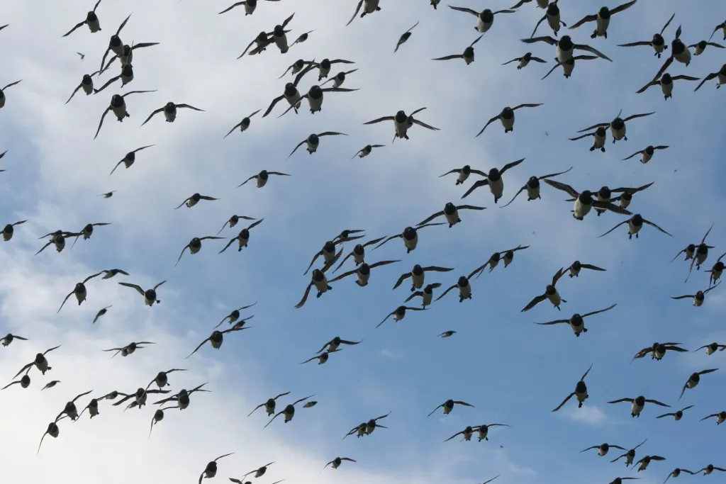 Alczyki na Spitsbergenie, fot. Katarzyna Wojczulanis-Jakubas