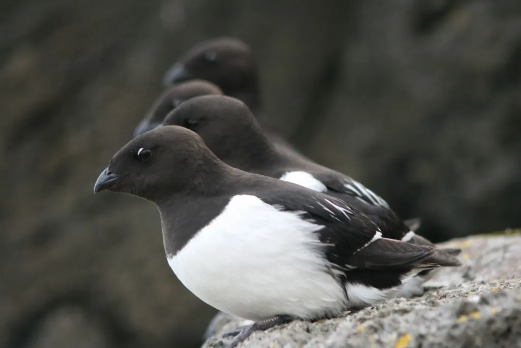 Alczyki na Spitsbergenie, fot. Katarzyna Wojczulanis-Jakubas