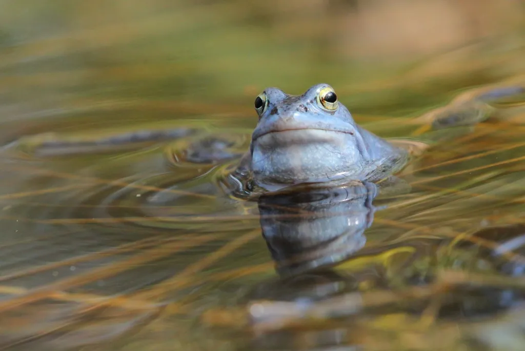 Żaby moczarowe w oczkach wodnych na terenie leśnego arboretum Nadleśnictwa Kudypy pod Olsztynem. Fot. PAP/Tomasz Waszczuk 11.04.2018