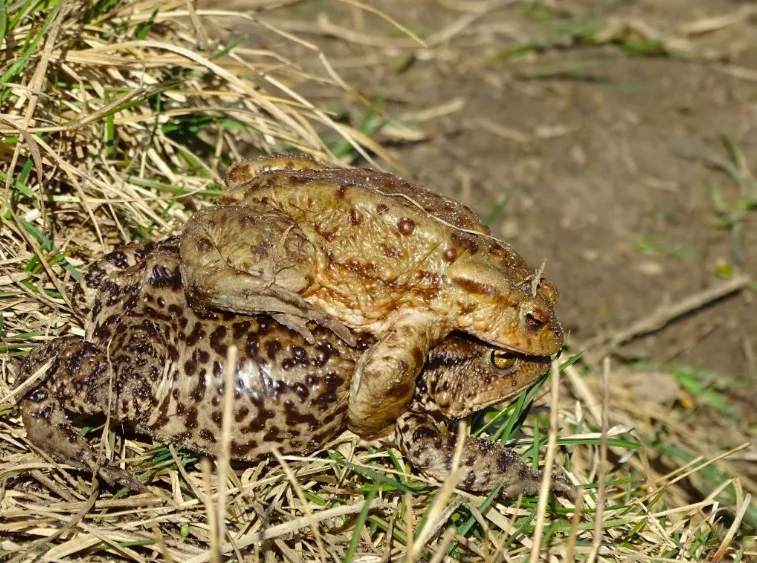 Common toad. Source: Tomasz Figarski 