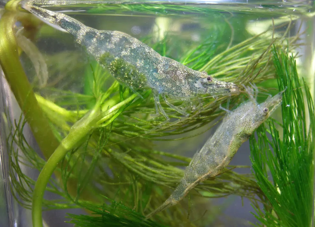 Źródło: Aleksadra Jabłońska, Michał Grabowski 