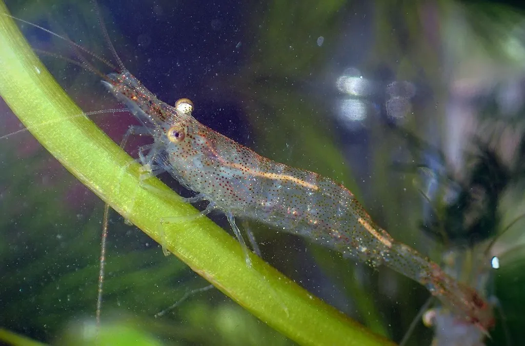 Źródło: Aleksadra Jabłońska, Michał Grabowski 