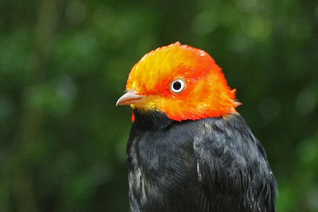 Samiec gorzyka czerwonogłowego (Ceratopipra mentalis); Rezerwat Biosfery Los Tuxtlas, luty 2018. Zdjęcie: Jarosław K. Nowakowski