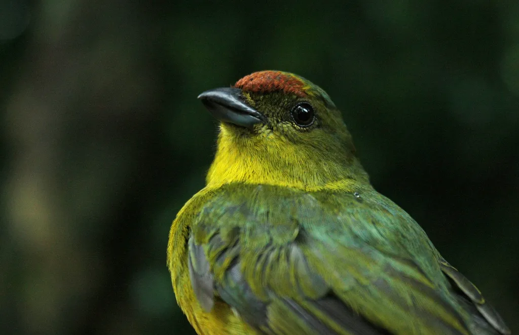 Samica organki zielonkawej (Euphonia gouldi); Rezerwat Biosfery Los Tuxtlas, luty 2018. Zdjęcie: Jarosław K. Nowakowski