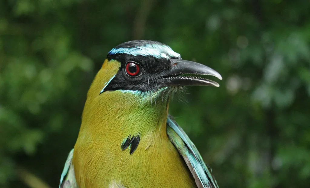 Piłodziób żółtopierśny (Momotus lessonii); Rezerwat Biosfery Los Tuxtlas, luty 2018. Zdjęcie: Jarosław K. Nowakowski