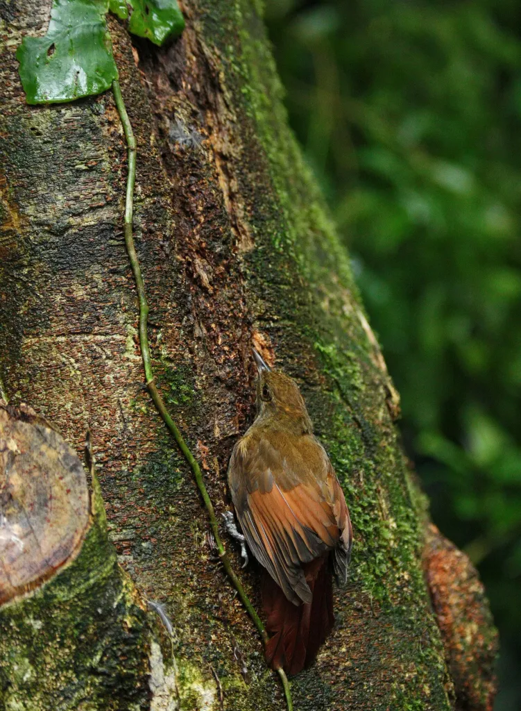 Łaźczyk śniady (Dendrocincla anabatina) z rodziny Tęgosterowatych (Dendrocolaptidae); tęgosterowate zachowaniem i rolą w ekosystemie przypominają nasze pełzacze (Certhia), ale nie są z nimi blisko spokrewnione; Rezerwat Biosfery Los Tuxtlas, luty 2018. Zdjęcie: Jarosław K. Nowakowski