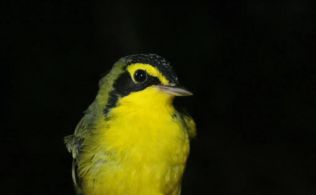 Północno amerykańskie cytrynki czarnouzde (Geothlypis formosa) licznie zimują w lasach tropikalnych Meksyku; Rezerwat Biosfery Los Tuxtlas, styczeń 2018. Zdjęcie: Jarosław K. Nowakowski.