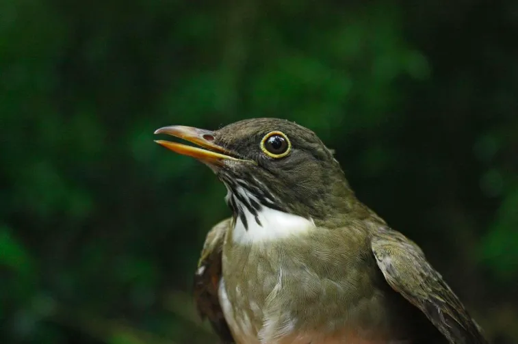 Turdus assimilis. Photo: Jarosław K. Nowakowski