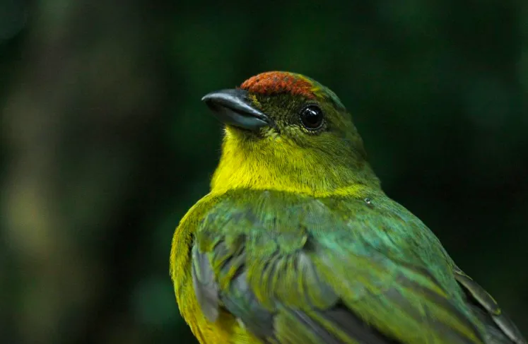 Euphonia gouldi. Photo: Jarosław K. Nowakowski