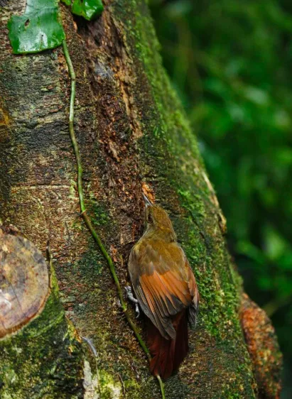 Dendrocincla anabatina. Photo: Jarosław K. Nowakowski