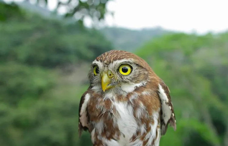 Glaucidium brasilianum. Photo: Jarosław K. Nowakowski