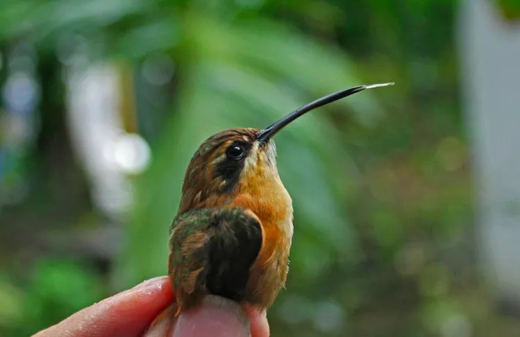 Phaethornis striigularis saturatus. Photo: Jarosław K. Nowakowski