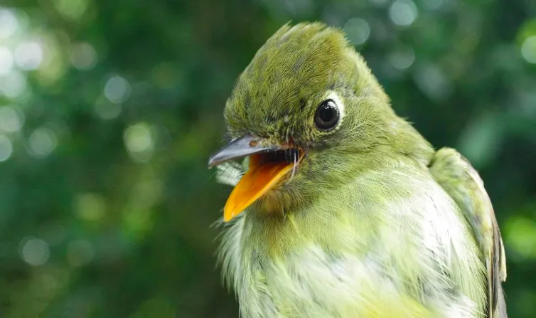 Empidonax flaviventris. Photo: Jarosław K. Nowakowski
