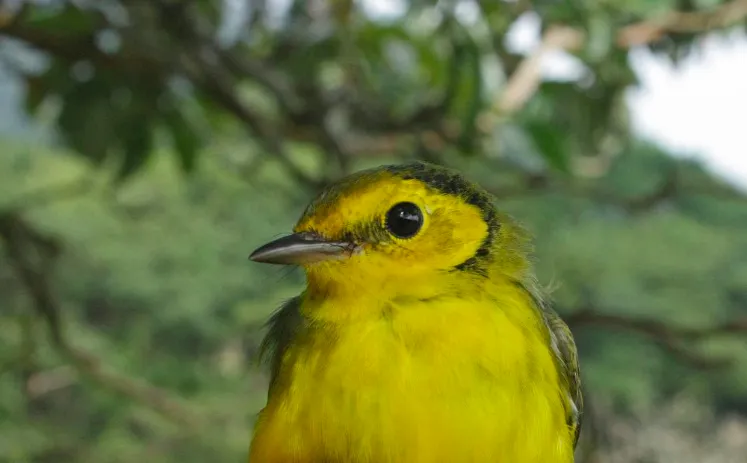 Setophaga citrina. Photo: Jarosław K. Nowakowski