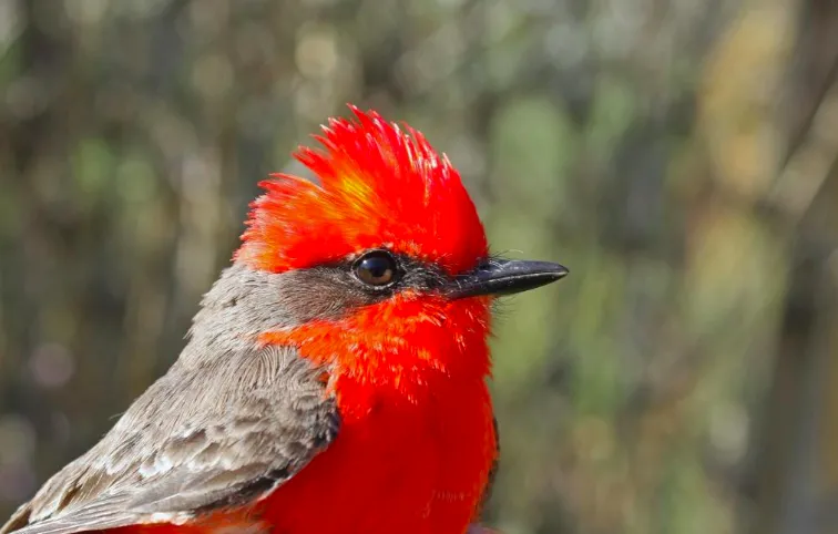 Pyrocephalus rubinus. Photo: Jarosław K. Nowakowski