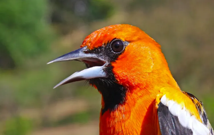 Icterus pustulatus. Photo: Jarosław K. Nowakowski