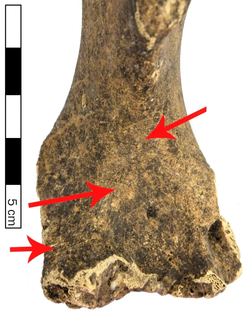 Ślady cięć na trzonie kości ramiennej foki, Fot .J. Wiejacki