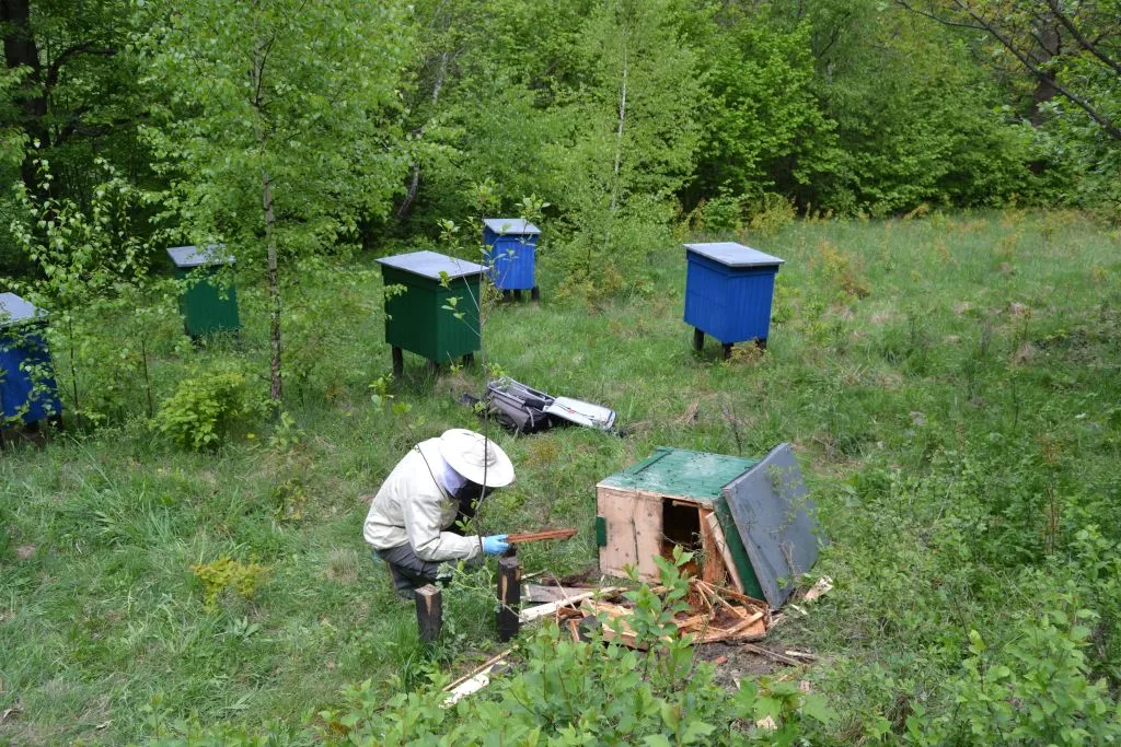 Photo: Carpathian Brown Bear Project