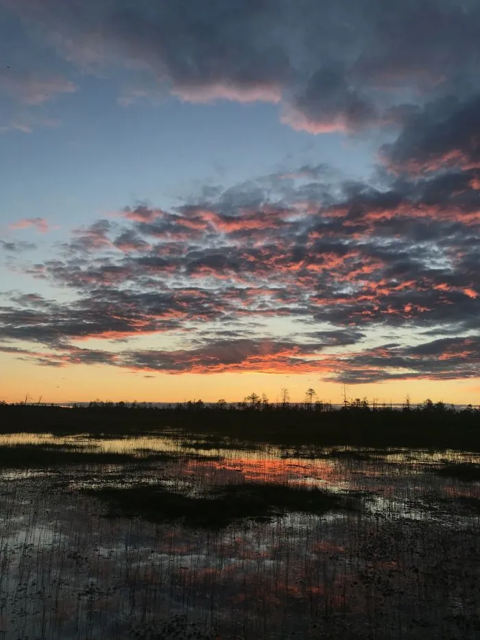 Siberian peat bogs. Photo by Michał Słowiński