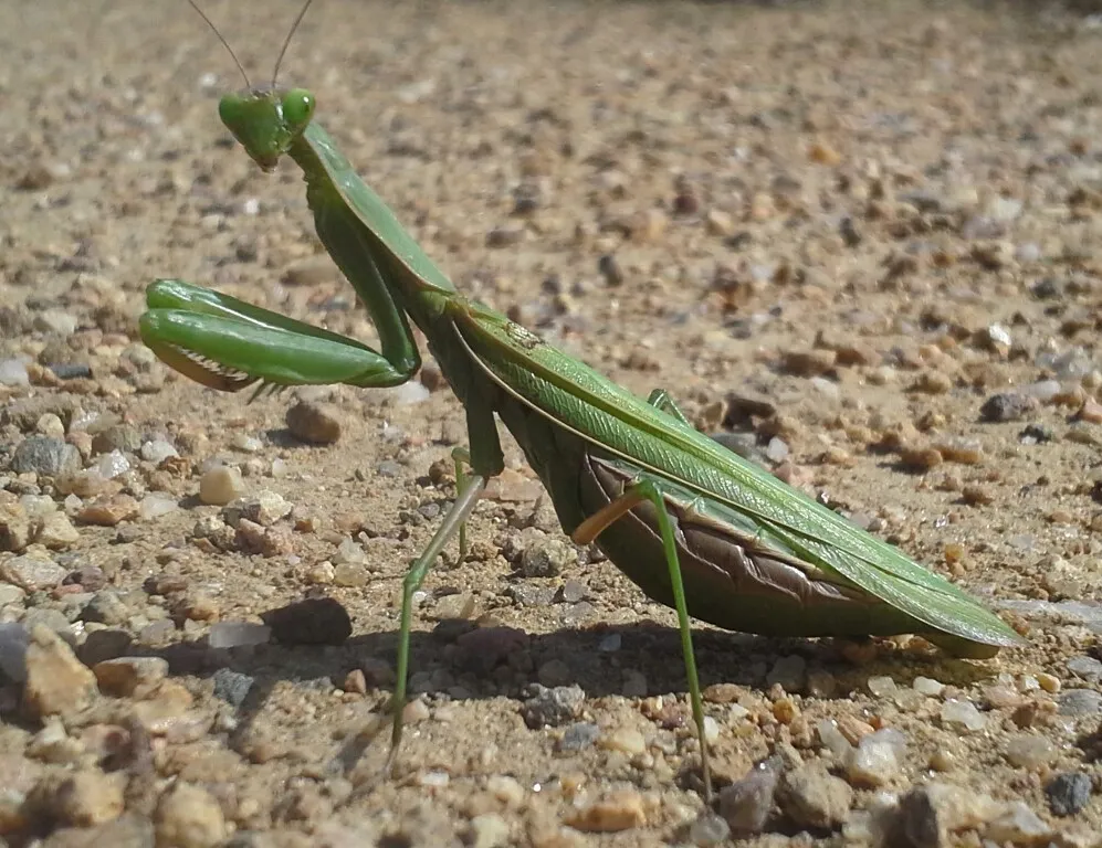 Modliszka zwyczajna Mantis religiosa. Fot. Steve Wagner