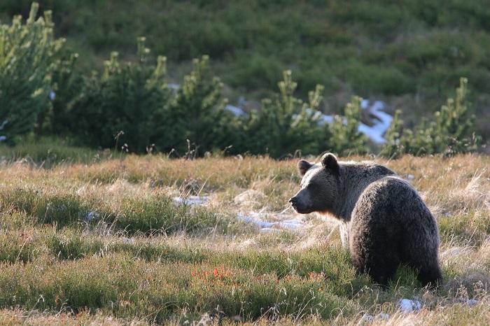Niedźwiedź brunatny w Tatrach. Fot: Adam Wajrak