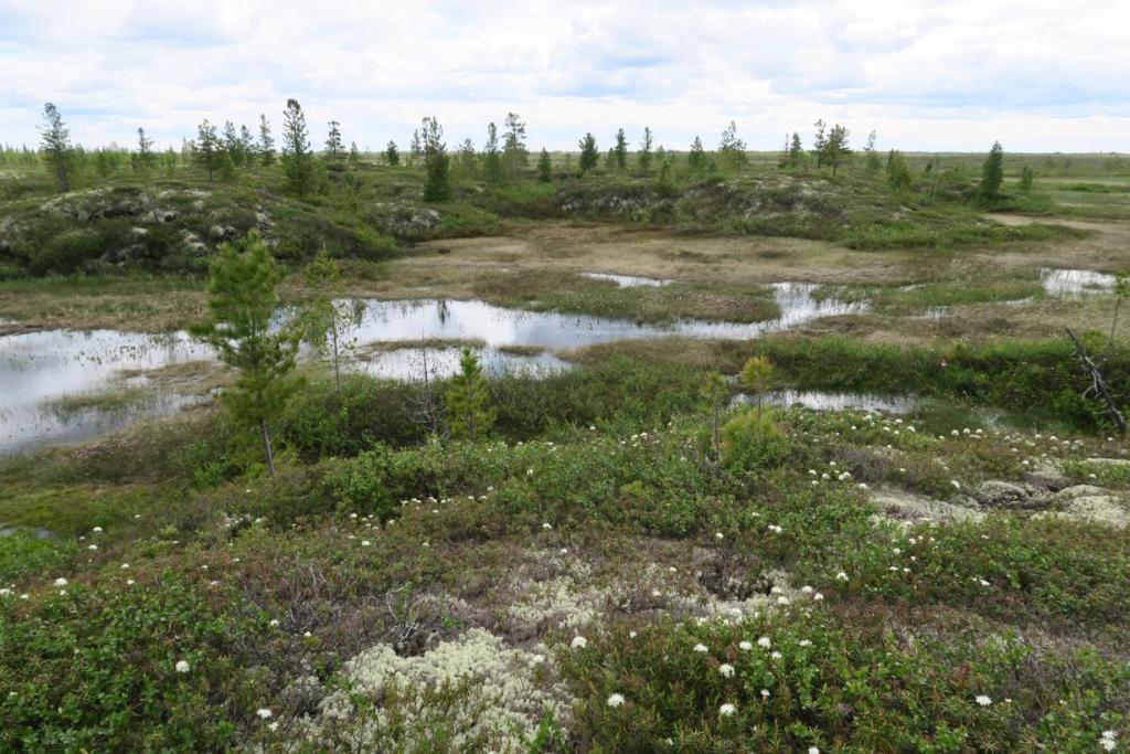 Raised bog in western Siberia, outside the permafrost area. Credit: Mariusz Lamentowicz