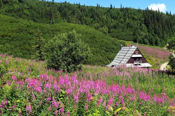 Tatry, Hala Gąsienicowa, 11.08.2023. Kwitnąca wierzbówka kiprzyca. PAP/Grzegorz Momot