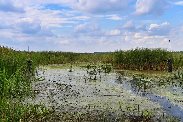 Akcja Siemianówka: widok na wschodnią część zbiornika Siemianówka. Fot. Krzysztof Deoniziak