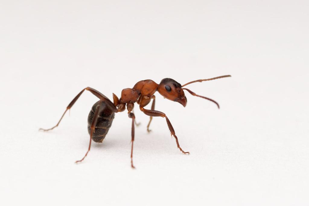 Mrówka rudnica (Formica sp.). Fot. M.Kukla