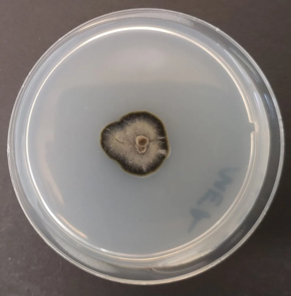 Kolonia Formicomyces microglobosus. Fot. M.Owczarek-Kościelniak & I.Siedlecki