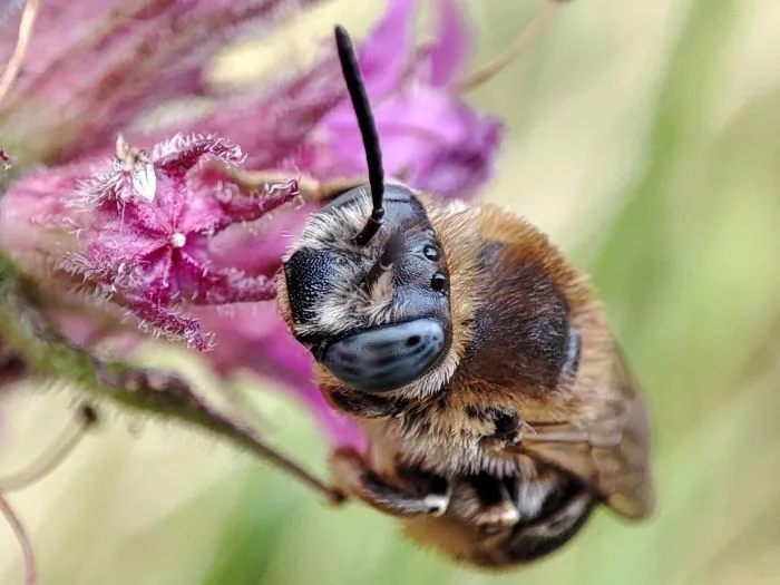 Tetralonia salicariae. Marcin Szot