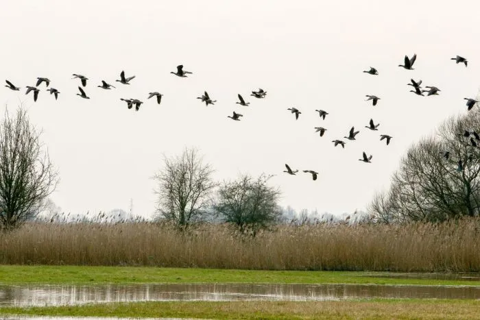 04.03.2024. Wiosenna migracja ptactwa wodnego na rozlewiskach Parku Narodowego Ujście Warty w okolicach Słońska, 4 bm. Ptaki wracają z zimowisk na południu Europy. (sko) PAP/Lech Muszyński