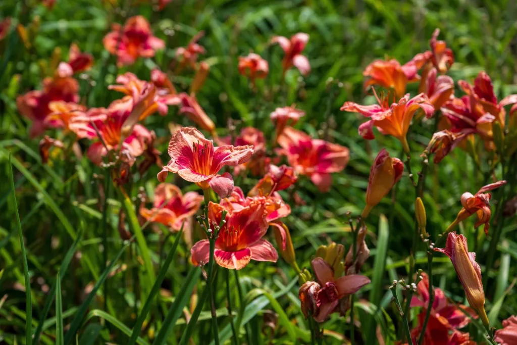 25.07.2024. Kwitnące liliowce w Arboretum Wojsławice. PAP/ Maciej Kulczyński