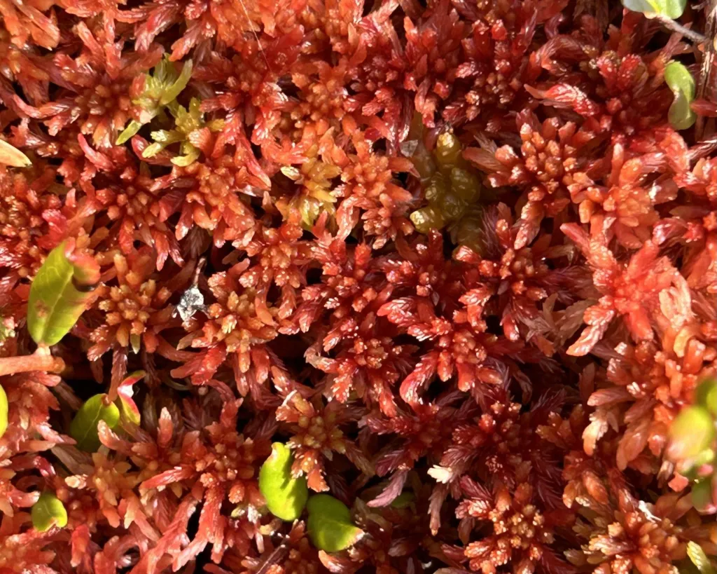 The red peat moss Sphagnum rubellum growing on Jezierzba peatland, a species typical for acidified peatlands. Credit: Mariusz Bąk