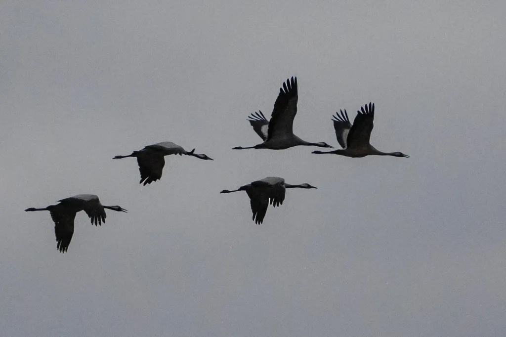   14.03.2025. Żurawie w Poleskim Parku Narodowym w Urszulinie (woj. lubelskie). PAP/Wojtek Jargiło