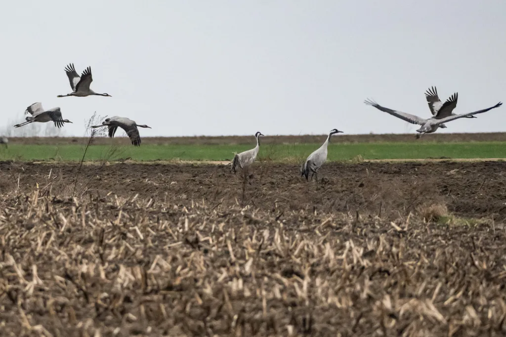  14.03.2025. Żurawie w Poleskim Parku Narodowym w Urszulinie (woj. lubelskie). PAP/Wojtek Jargiło