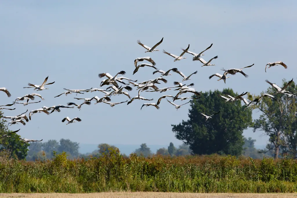 08.09.2025. Żurawie w Parku Narodowym „Ujście Warty” w okolicach Słońska. PAP/Lech Muszyński