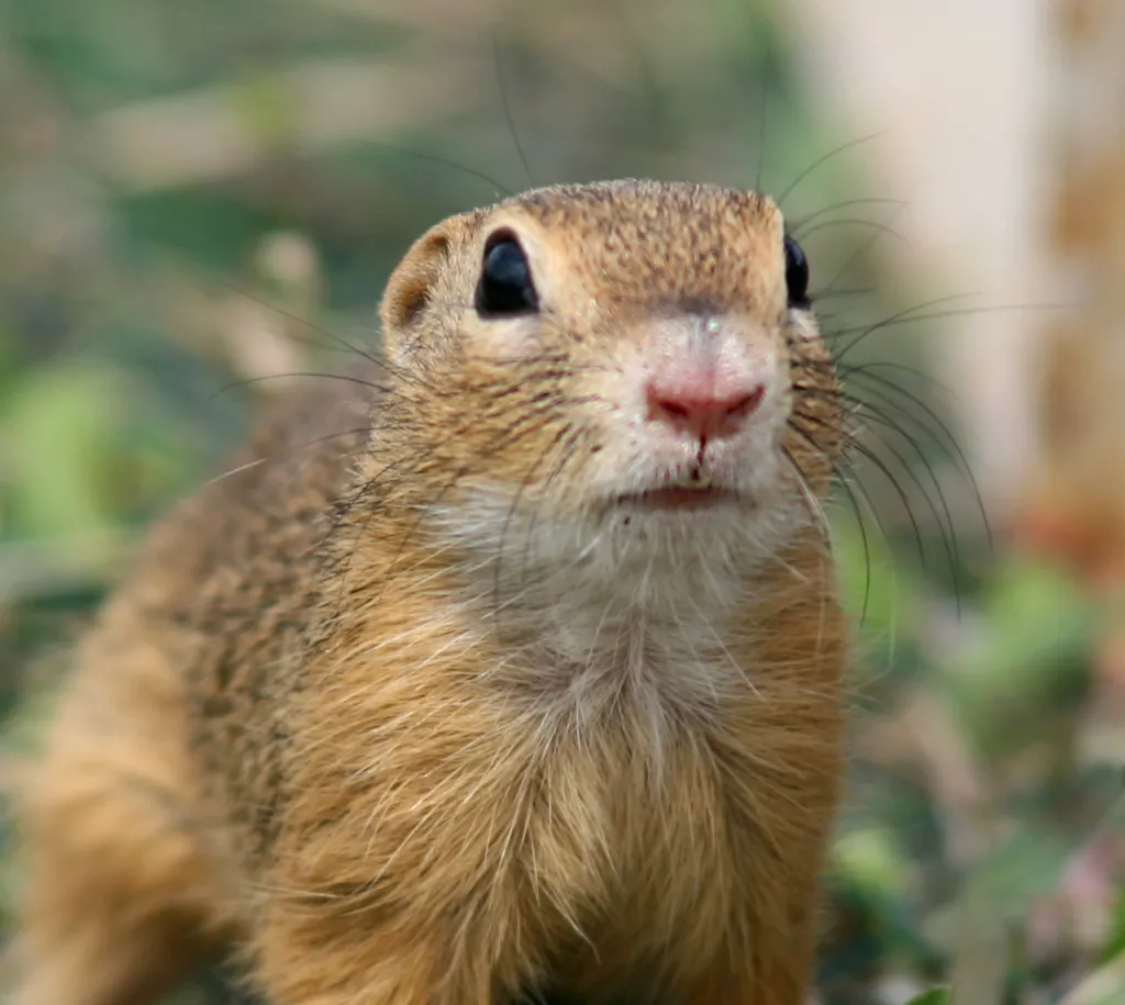 Fot. A. Kepel/PTOP „Salamandra”