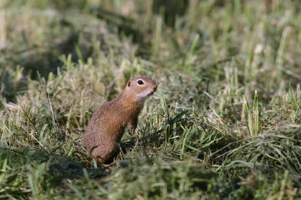 Fot. A. Kepel/PTOP „Salamandra”