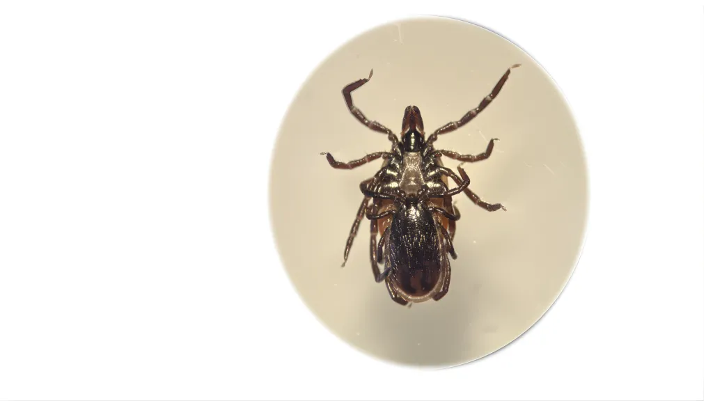 Ixodes ricinus kopulacja samca i głodnej samicy. Źródło: Katarzyna Bartosik