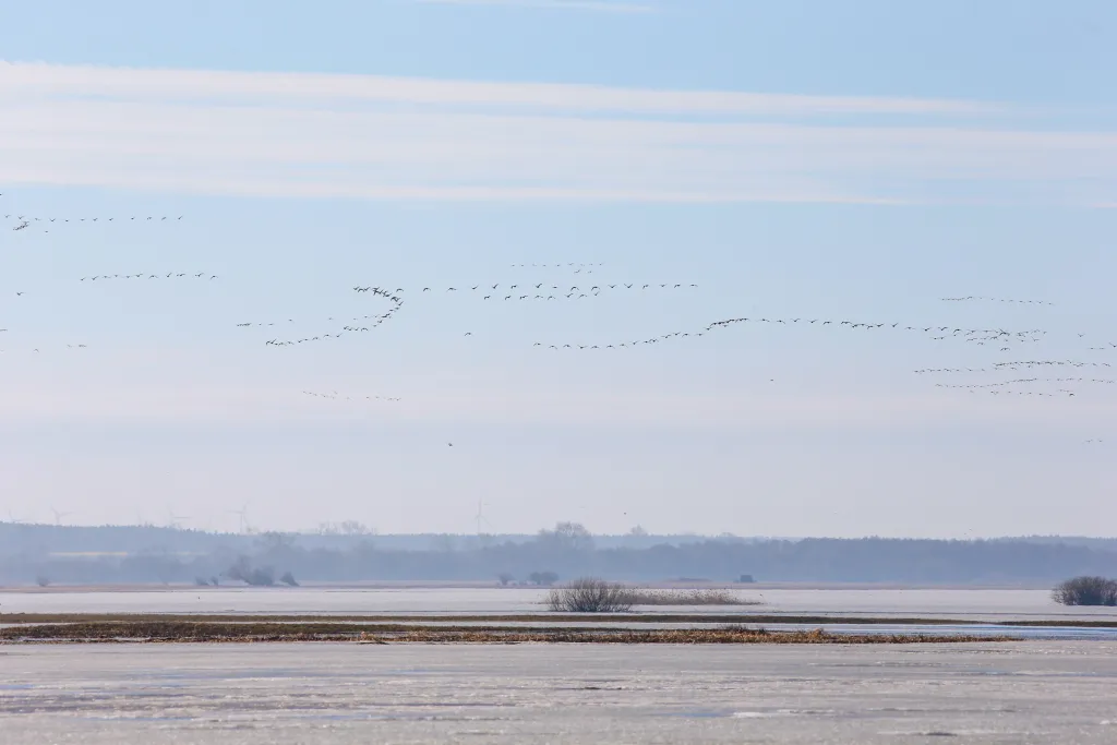 04.03.2026. Ptaki w Parku Narodowym „Ujście Warty” w okolicach Słońska. PAP/Lech Muszyński
