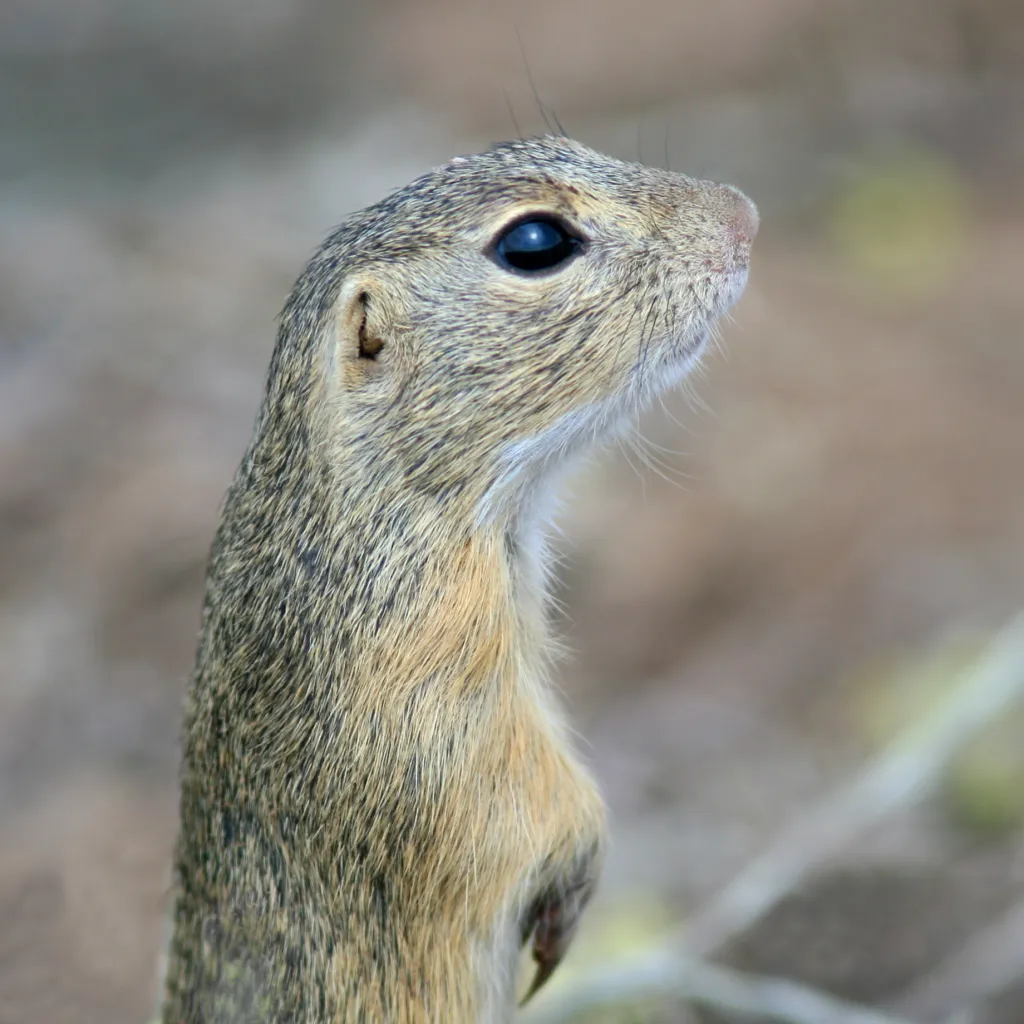 Fot. A. Kepel/PTOP „Salamandra”