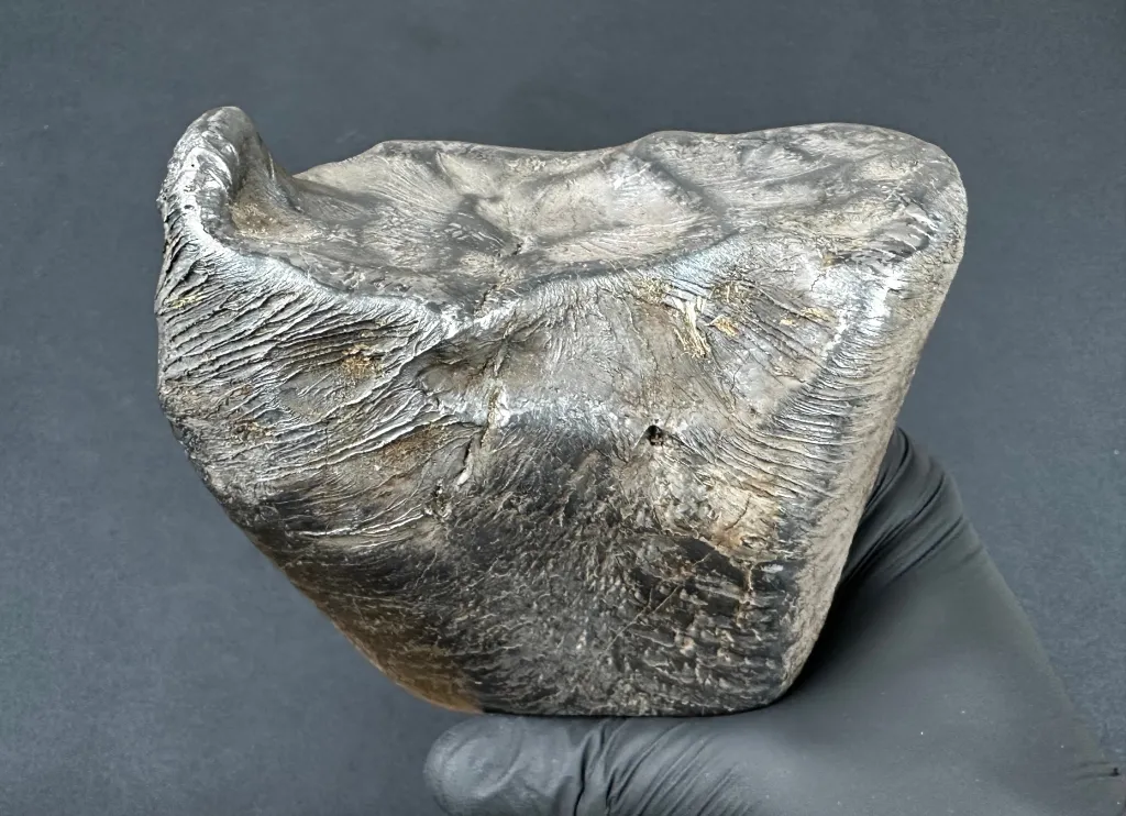 Nowy polski meteoryt. Na powierzchni widoczne są zastygnięte strużki materii. Fot. materiały prasowe