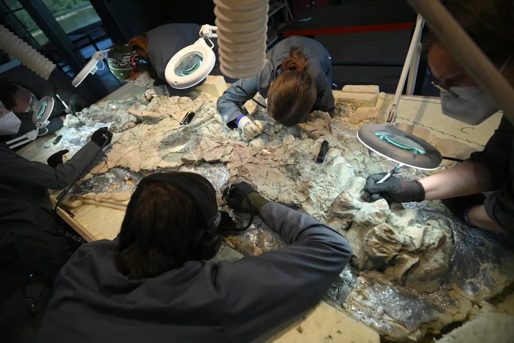  Warszawa, 14.07.2026. Postęp prac przy wydobywaniu z bloków skalnych kości mastodonzaura z Miedar, 14 bm. w pracowni paleontologicznej Centrum Nauki Kopernik. Złożenie 2,5-metrowego płaza sprzed 240 milionów lat jest w fazie realizacji. (aldg) PAP/Marcin Obara