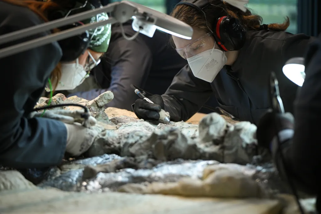  Warszawa, 14.07.2026. Postęp prac przy wydobywaniu z bloków skalnych kości mastodonzaura z Miedar, 14 bm. w pracowni paleontologicznej Centrum Nauki Kopernik. Złożenie 2,5-metrowego płaza sprzed 240 milionów lat jest w fazie realizacji. (aldg) PAP/Marcin Obara