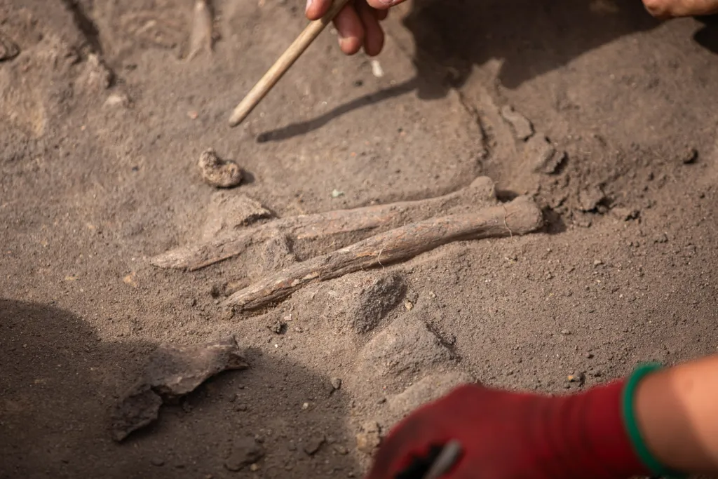  02.09.2026. Prace na stanowisku archeologicznym w miejscowości Żórawina k. Wrocławia, 2 bm. Prace pod kierunkiem szefa Zakładu Archeologii Epoki Brązu i Wczesnej Epoki Żelaza Uniwersytetu Wrocławskiego prof. Tomasza Gralaka mają za zadanie ustalenie pochodzenia odnalezionych osób, wyjaśnienie ich wzajemnych relacji oraz dostarczenie informacji o społecznościach, które około 2900 r. p.n.e. pojawiły się na terenie dzisiejszego Dolnego Śląska. (amb) PAP/Krzysztof Ćwik 