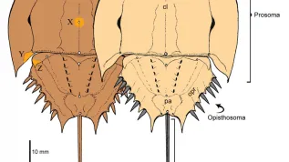 Fig.: A. Kin/B. Błażejowski