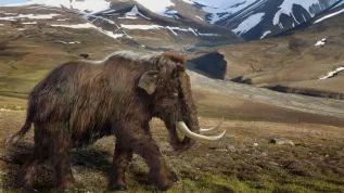 Reconstruction of a woolly mammoth in its natural habitat. Fig. Aleksandra Hołda-Michalska